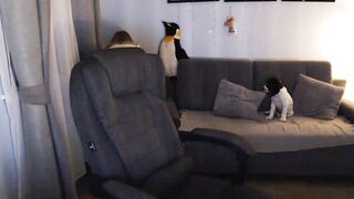 Watch Sicille Best Porn Video [Myfreecams] - naughty, personality, blowjob, stokings, friendly