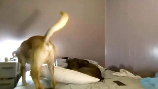 Watch itsus3022 Best Porn Video [Chaturbate] - new, bigass, 18, hotcouple