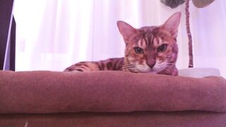 Watch StacyDoll Hot Porn Video [Myfreecams] - sexy, blonde, tattoo, nice eyes, cute