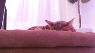 Watch StacyDoll Hot Porn Video [Myfreecams] - sexy, blonde, tattoo, nice eyes, cute