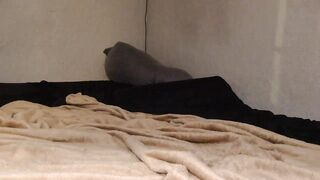 anatson321 Cam Porn Video [Chaturbate] - couple, bbc, wet, dp